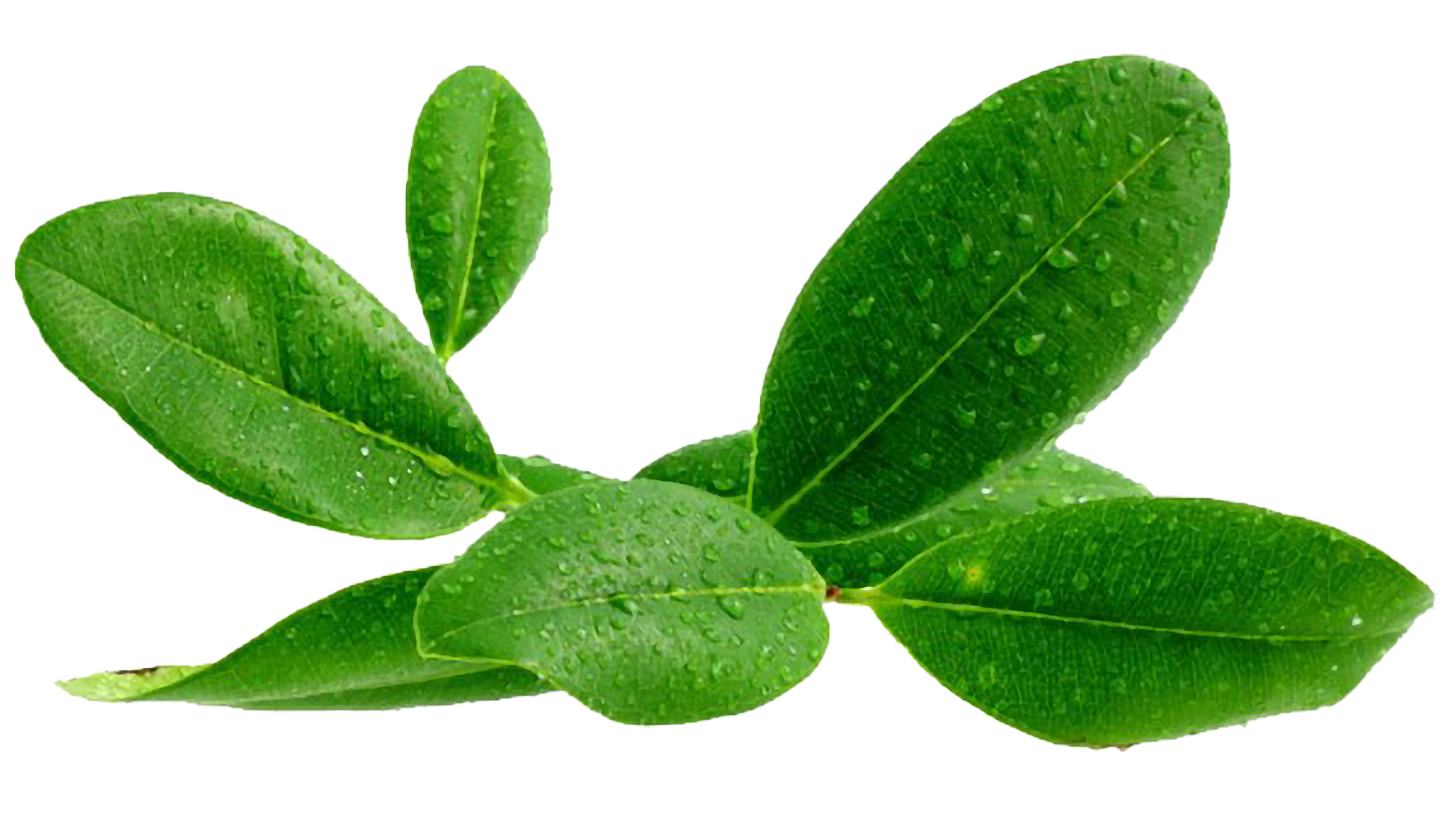 Cereza de café orgánico