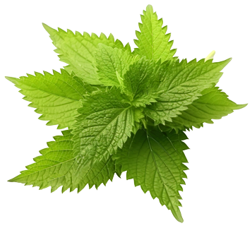 Cereza de café orgánico