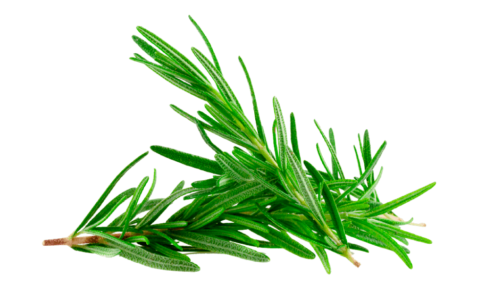 Cereza de café orgánico