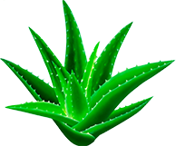 Cereza de café orgánico