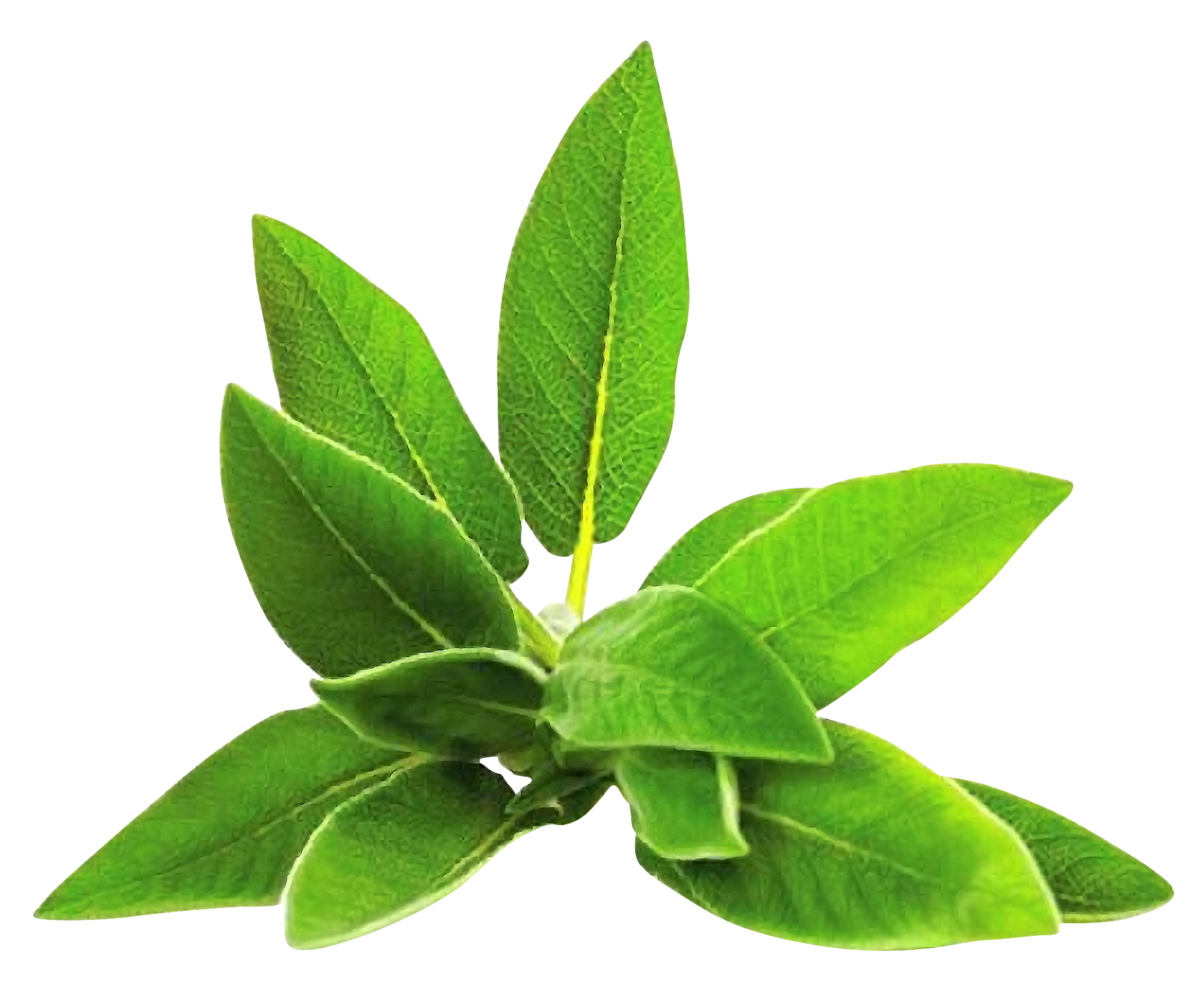 Cereza de café orgánico