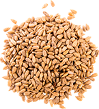 Cereza de café orgánico